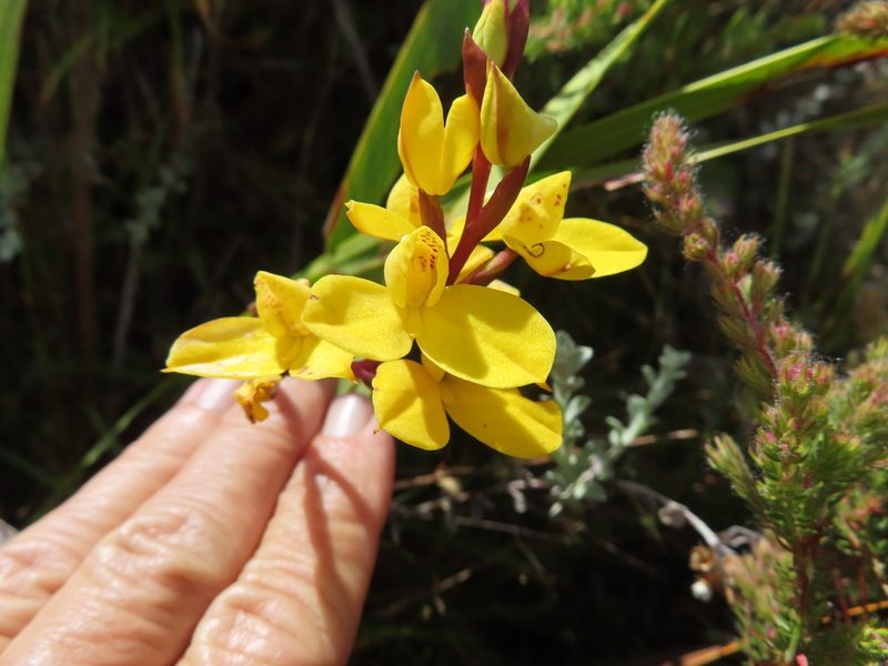 Disa aurata, photographed by linkie