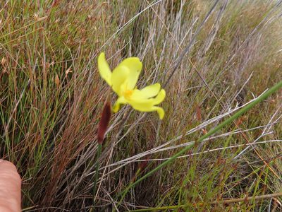 Bobartia parva, photographed by linkie