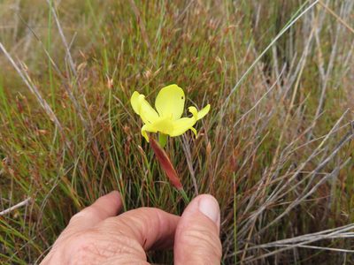 Bobartia parva, photographed by linkie