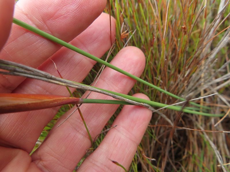 Bobartia parva, photographed by linkie