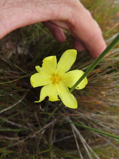 Bobartia parva, photographed by linkie