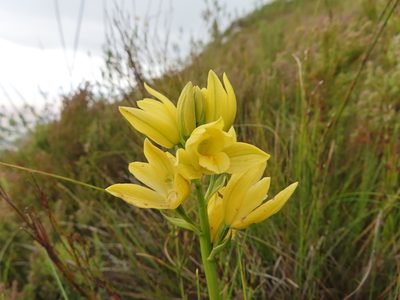 Eulophia tabularis, photographed by linkie
