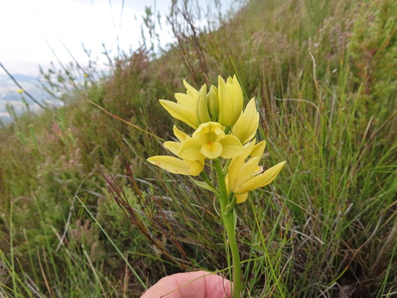 Eulophia tabularis, photographed by linkie
