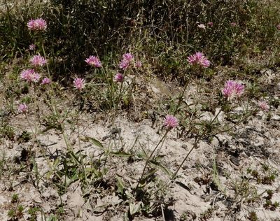 Gomphrena pulchella, photographed by desertnaturalist