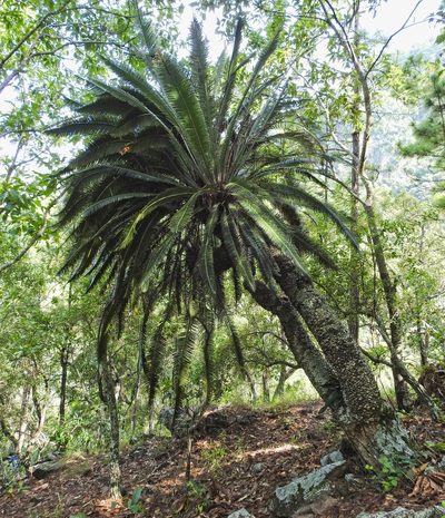Dioon merolae, photographed by Matteo Cassella