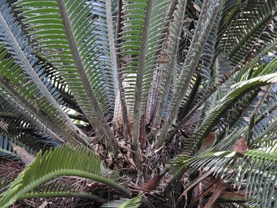 Dioon merolae, photographed by Matteo Cassella