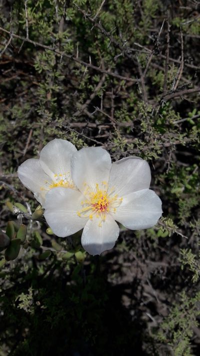 Grahamia bracteata, photographed by Gonzalo Roget