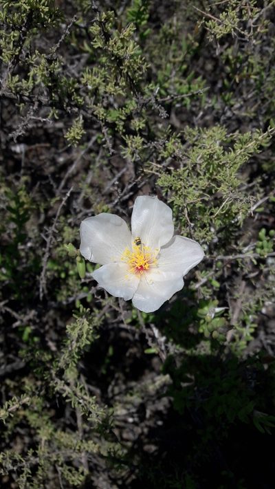 Grahamia bracteata, photographed by Gonzalo Roget