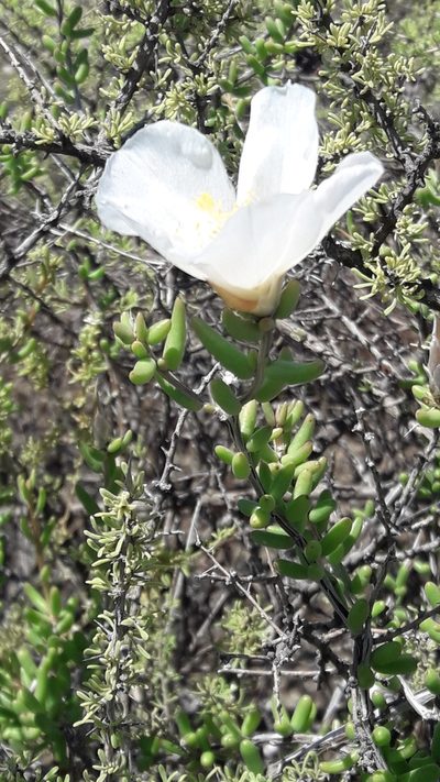 Grahamia bracteata, photographed by Gonzalo Roget