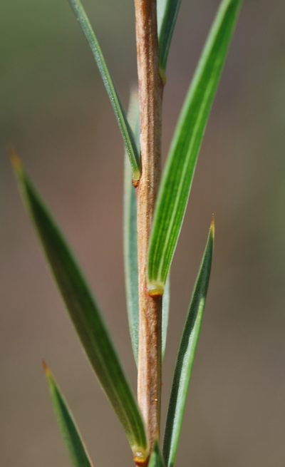 Aspalathus angustifolia, photographed by Charles Stirton