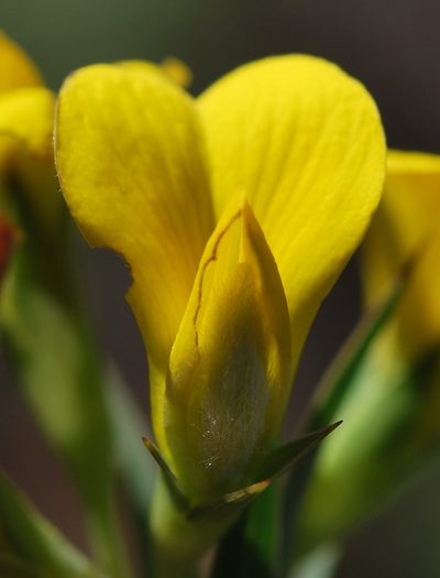 Aspalathus angustifolia, photographed by Charles Stirton