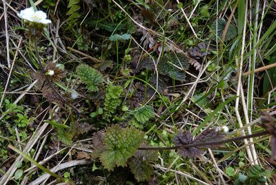 Geum leiospermum, photographed by John Barkla