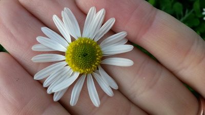 Lasiospermum bipinnatum, photographed by Amy