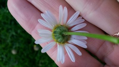 Lasiospermum bipinnatum, photographed by Amy