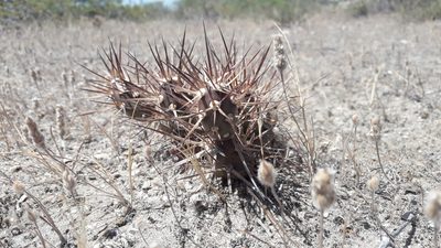 Maihueniopsis darwinii, photographed by Gonzalo Roget