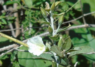 Bonamia sulphurea, photographed by Francisco Farriols Sarabia