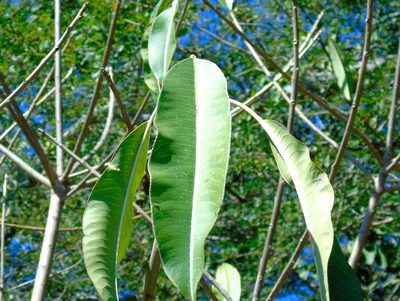 Sapium lateriflorum, photographed by Francisco Farriols Sarabia