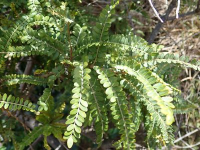 Sophora chathamica, photographed by Peter de Lange