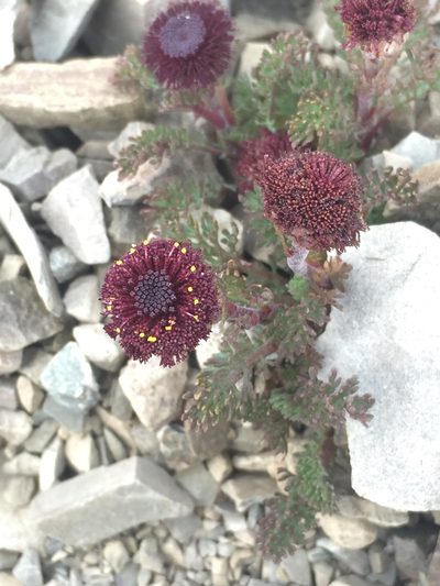 Leptinella atrata, photographed by Liadan Dickie