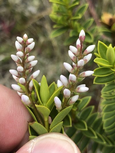 Veronica brachysiphon, photographed by Nathan Odgers