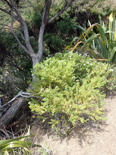 Veronica diosmifolia, photographed by Peter de Lange