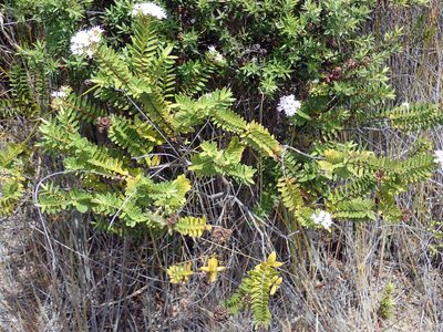 Veronica diosmifolia, photographed by Peter de Lange