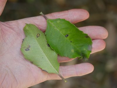 Melicytus macrophyllus, photographed by Bruce Calvert