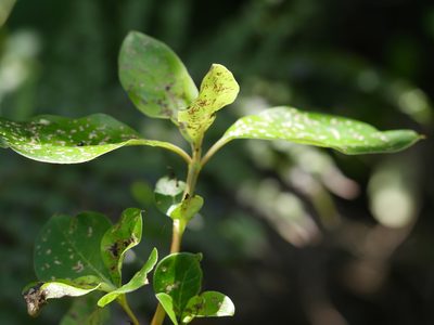Coprosma macrocarpa, photographed by Bruce Calvert