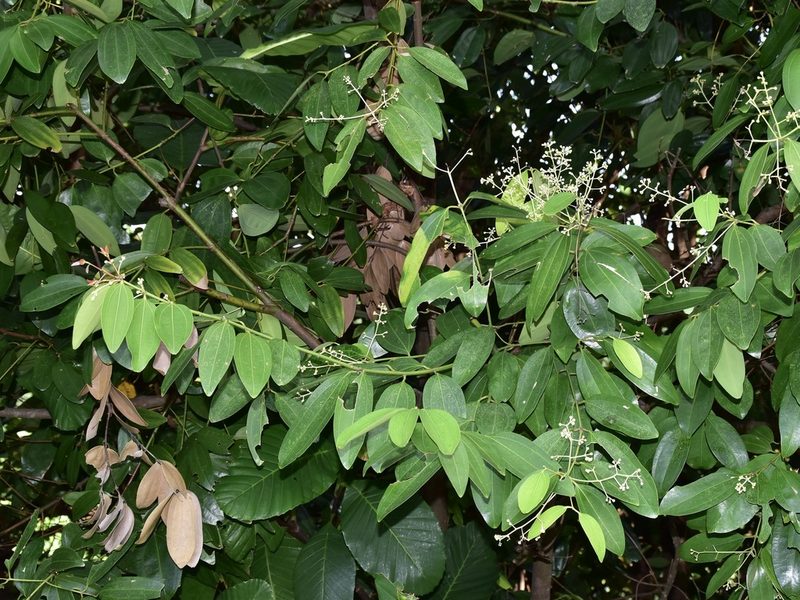 Cinnamomum iners, photographed by Nasser Halaweh