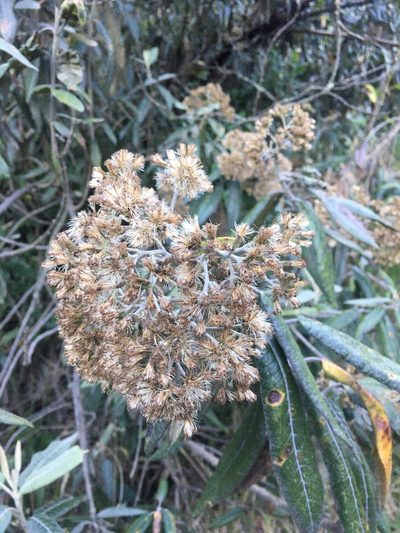 Ageratina asclepiadea, photographed by margaritarestrepou