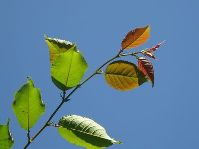 Prunus sargentii, photographed by Repina Tatyana