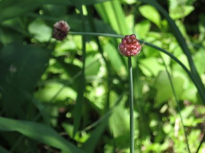Allium macrostemon, photographed by Repina Tatyana