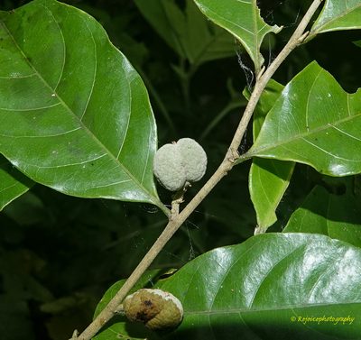 Dichapetalum gelonioides, photographed by Rejoice Gassah