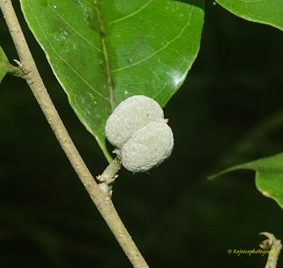 Dichapetalum gelonioides, photographed by Rejoice Gassah
