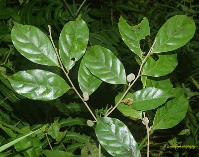 Dichapetalum gelonioides, photographed by Rejoice Gassah