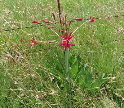 Brunsvigia undulata, photographed by Peter Warren