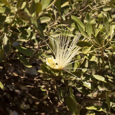 Capparis mitchellii, photographed by Kym Nicolson