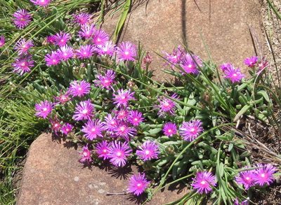 Delosperma lavisiae, photographed by Peter Warren