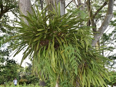 Pyrrosia longifolia, photographed by Nasser Halaweh