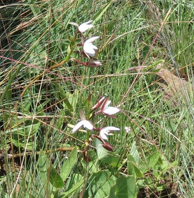 Eulophia ovalis, photographed by Peter Warren