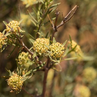 Pimelea microcephala, photographed by Kym Nicolson