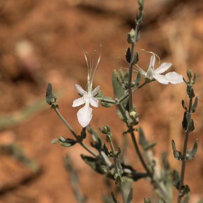 Teucrium racemosum, photographed by Kym Nicolson