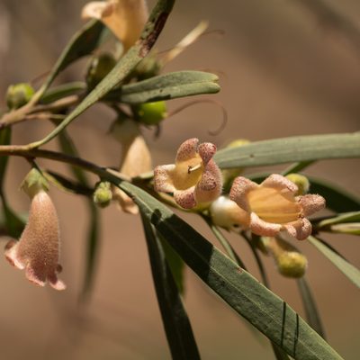 Eremophila longifolia, photographed by Kym Nicolson