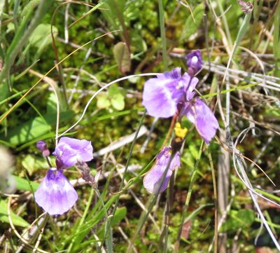 Utricularia livida, photographed by Peter Warren
