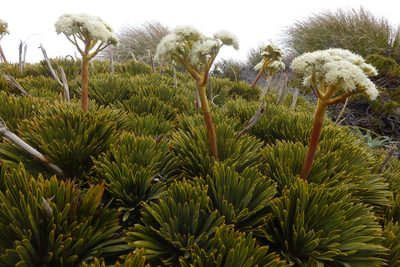 Aciphylla crosby-smithii, photographed by John Barkla