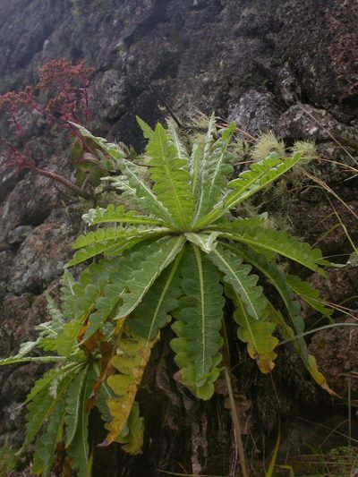 Sonchus daltonii, photographed by Yves Bas