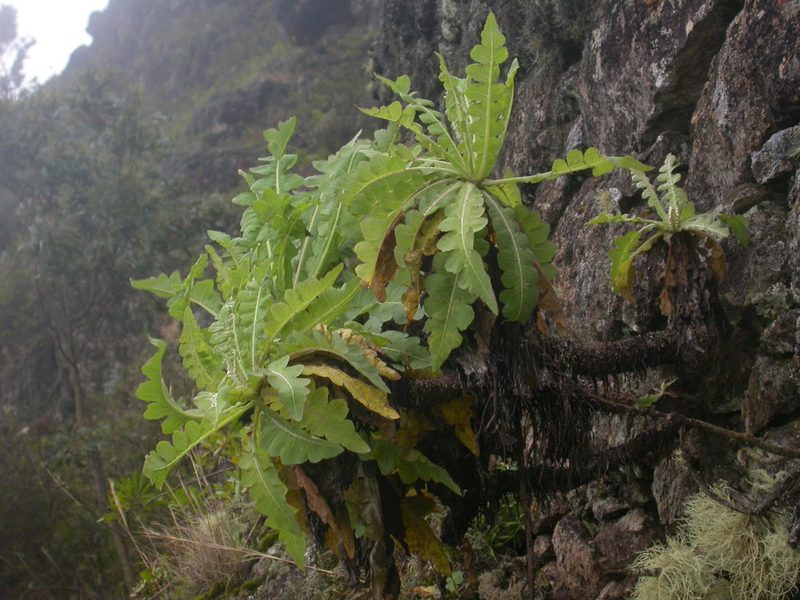 Sonchus daltonii, photographed by Yves Bas