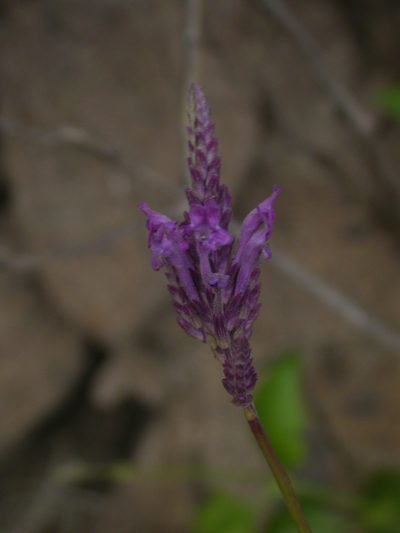 Lavandula rotundifolia, photographed by Yves Bas