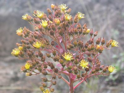Aeonium gorgoneum