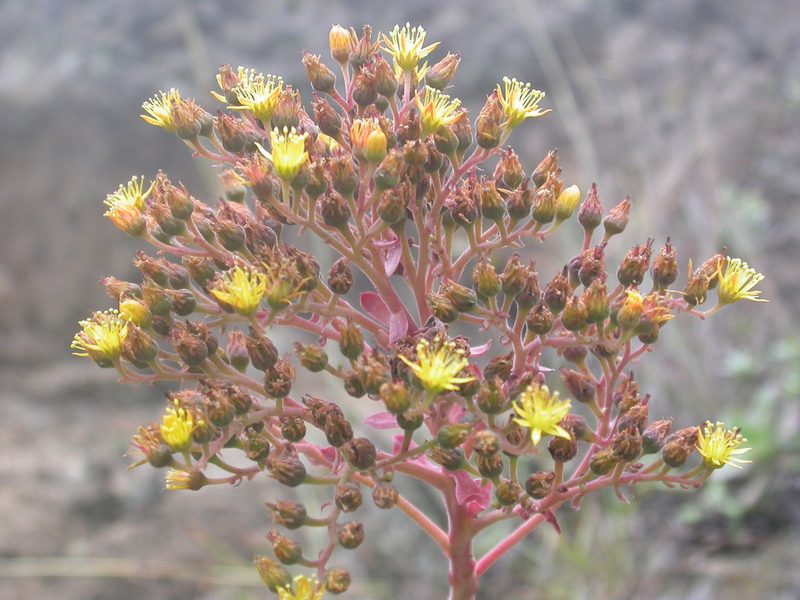 Aeonium gorgoneum, photographed by Yves Bas